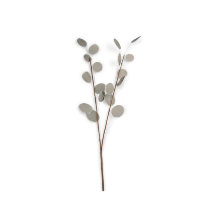 Kvist Penningblomma Grå 72 cm