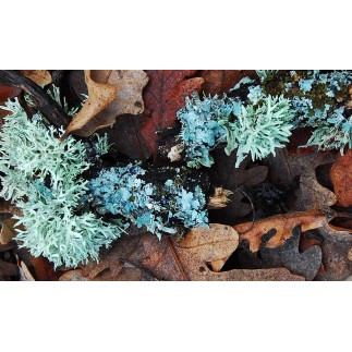 Doftolja Forbidden Forest 10 ml