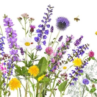 Servetter Sommaräng 33x33 cm 20-pack