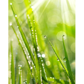 Doftolja Morgondagg 10ml