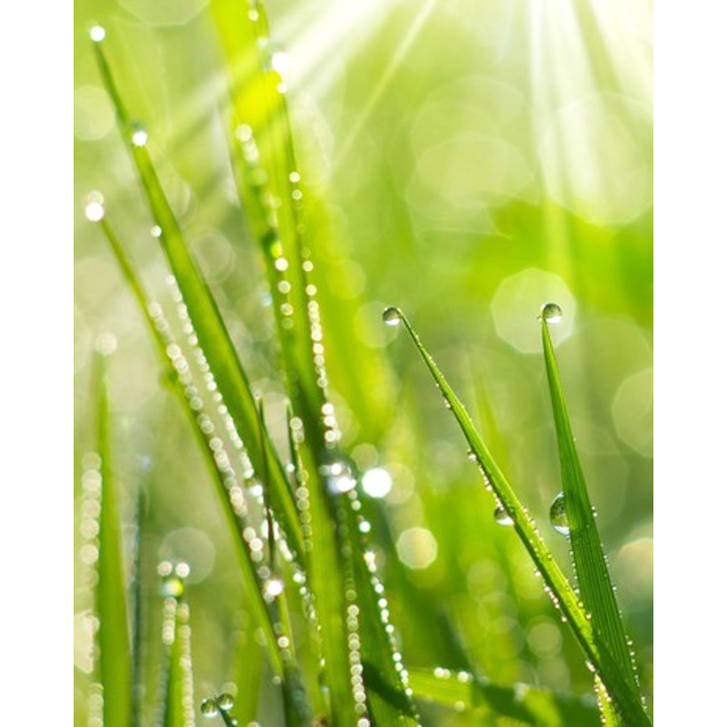 Doftolja Morgondagg 10ml