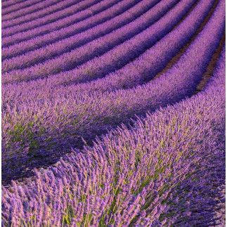 Doftolja Lavender Fields 10 ml