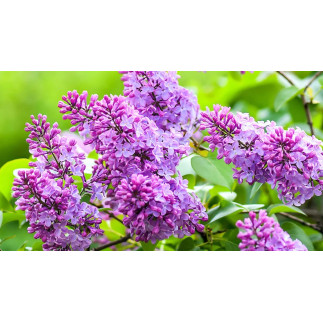 Doftolja Syrén10 ml