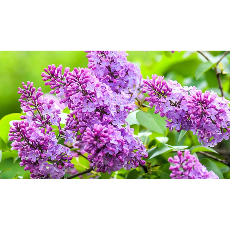 Doftolja Syrén10 ml