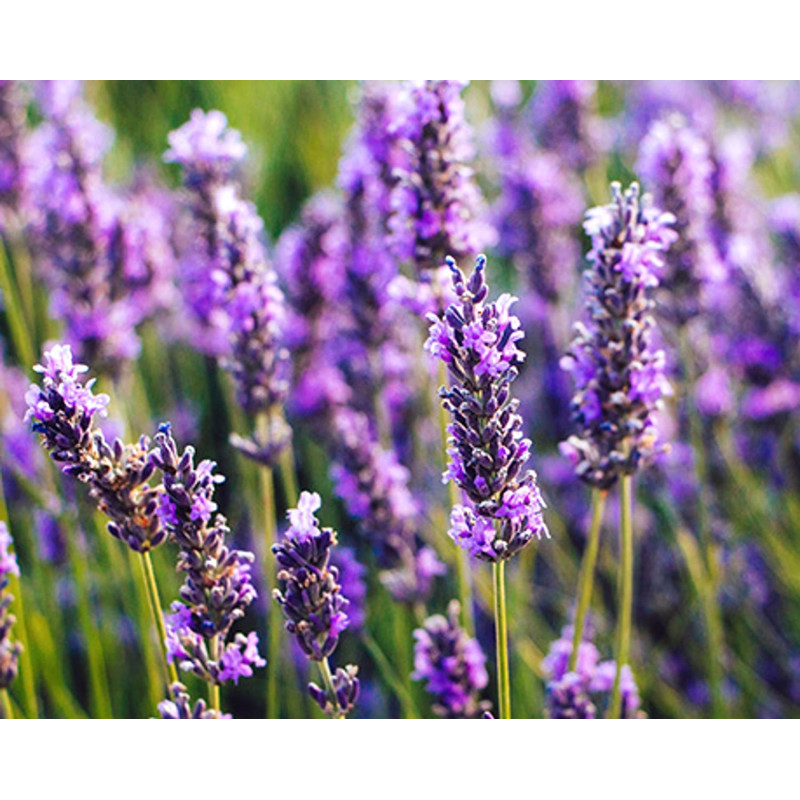 Doftolja Lavendel 10 ml Doftolja Lavendel 10 ml