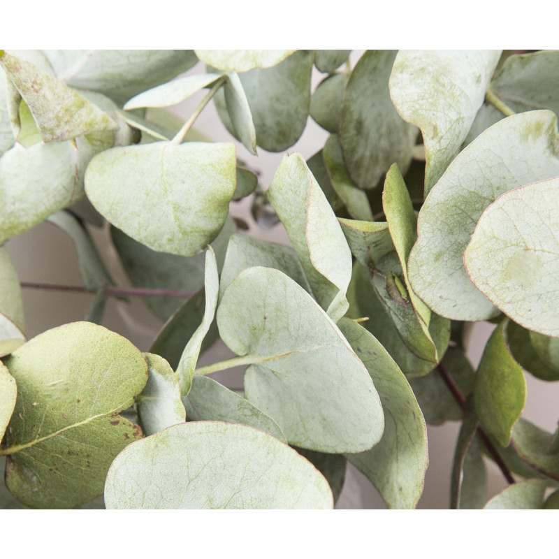 Doftolja Eukalyptus 10 ml