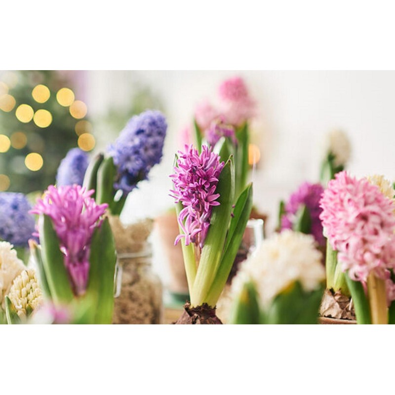 Doftolja Hyacint 10 ml Doftolja Hyacint 10 ml