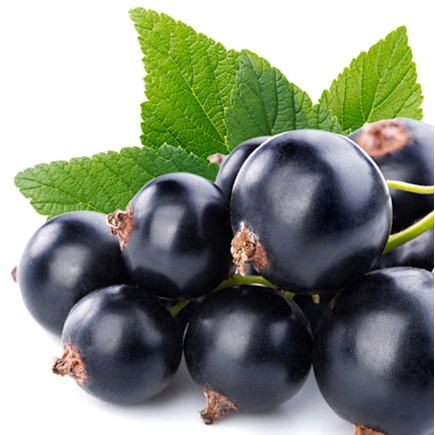 Doftolja Svarta Vinbär 10ml